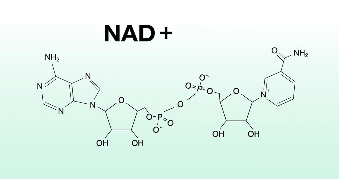 What is NAD+ and why are your NAD levels so important? 